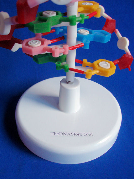 DNA Model