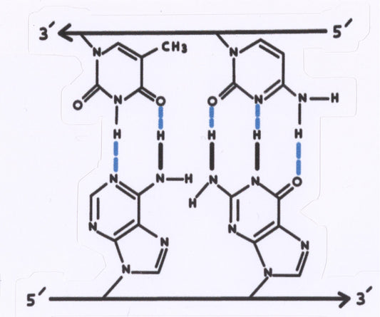 3' 5' DNA Strand