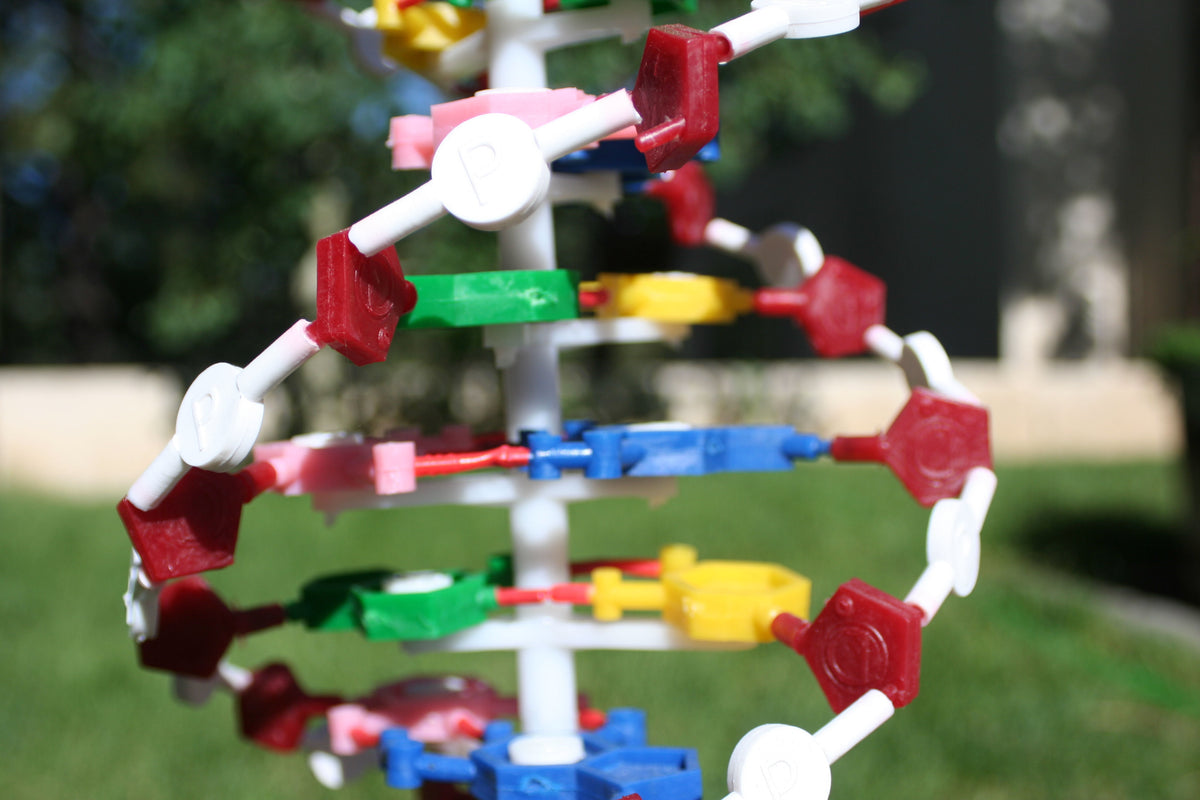DNA Model