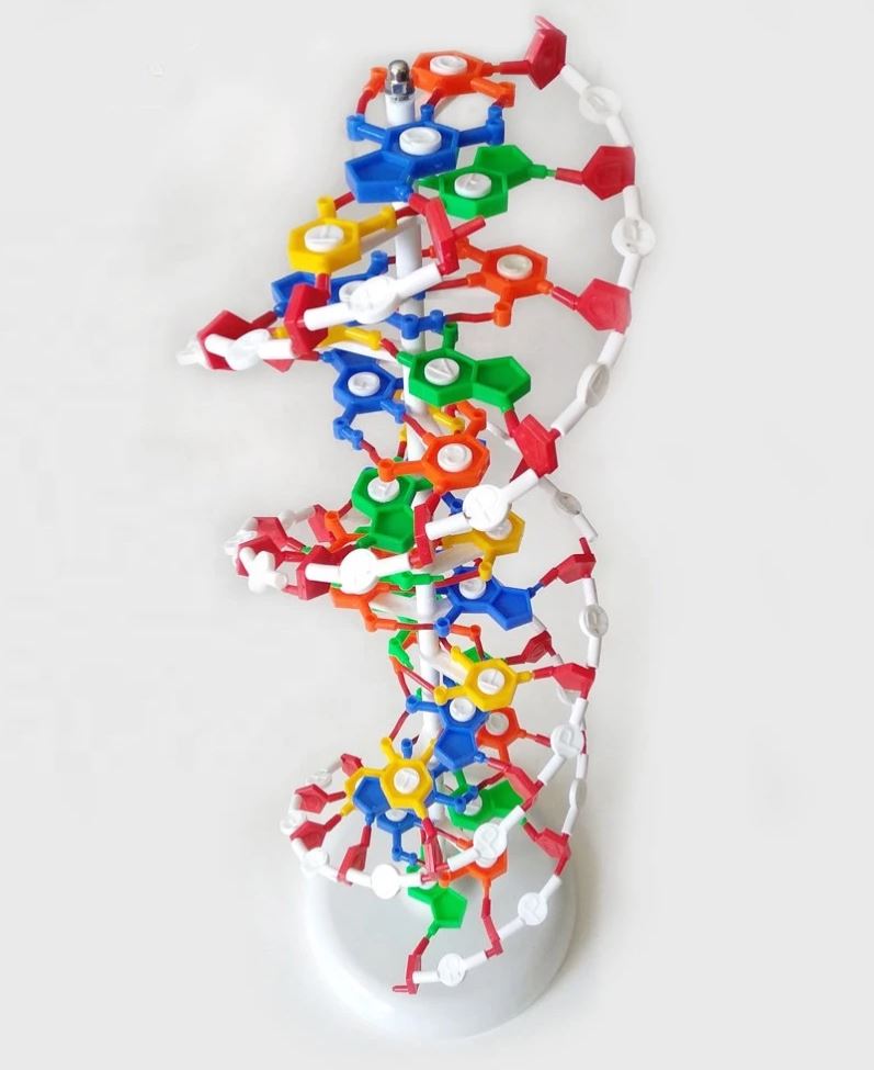 DNA Model