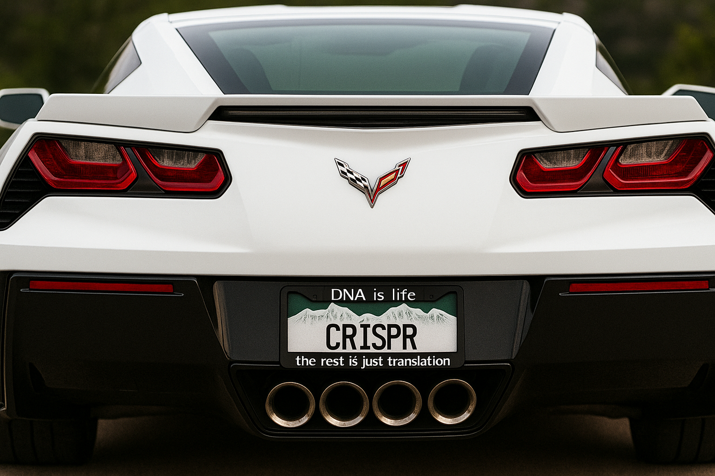 License Plate Cover