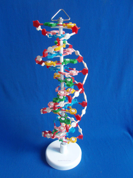 Sale On DNA Model 1