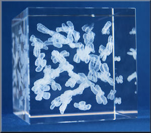 Human Chromosome Cube