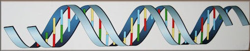 DNA Decal