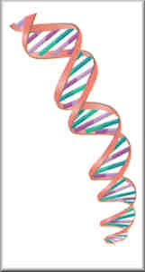 Large DNA Temporary Tattoos